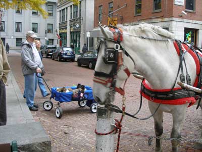 horse looks at cooper and skye