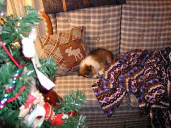 cooper_sleep_xmas