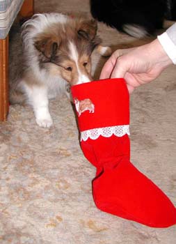 cooper_stocking_head_out