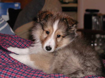 cooper 9 wks