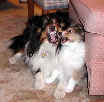 teeth