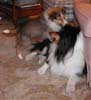 attack