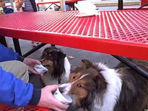 Cooper and Skye having their first ice cream of the season