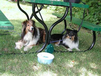 Mac and Skye under a table