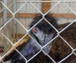 emu