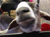 nosey