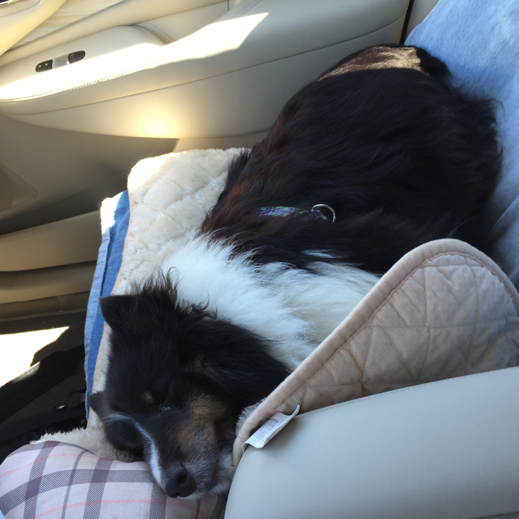 Chilling in the New Car