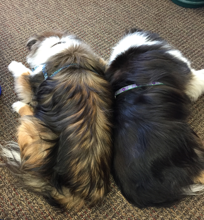 Conjoined