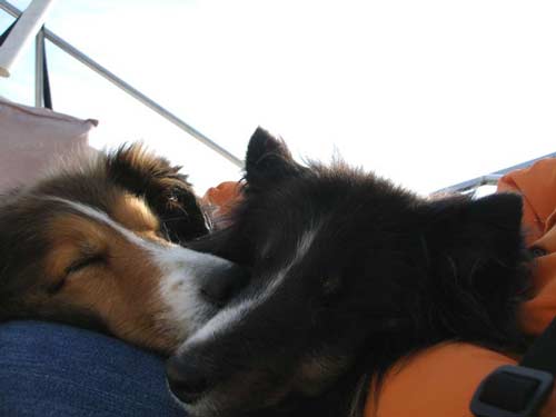 puppy pile