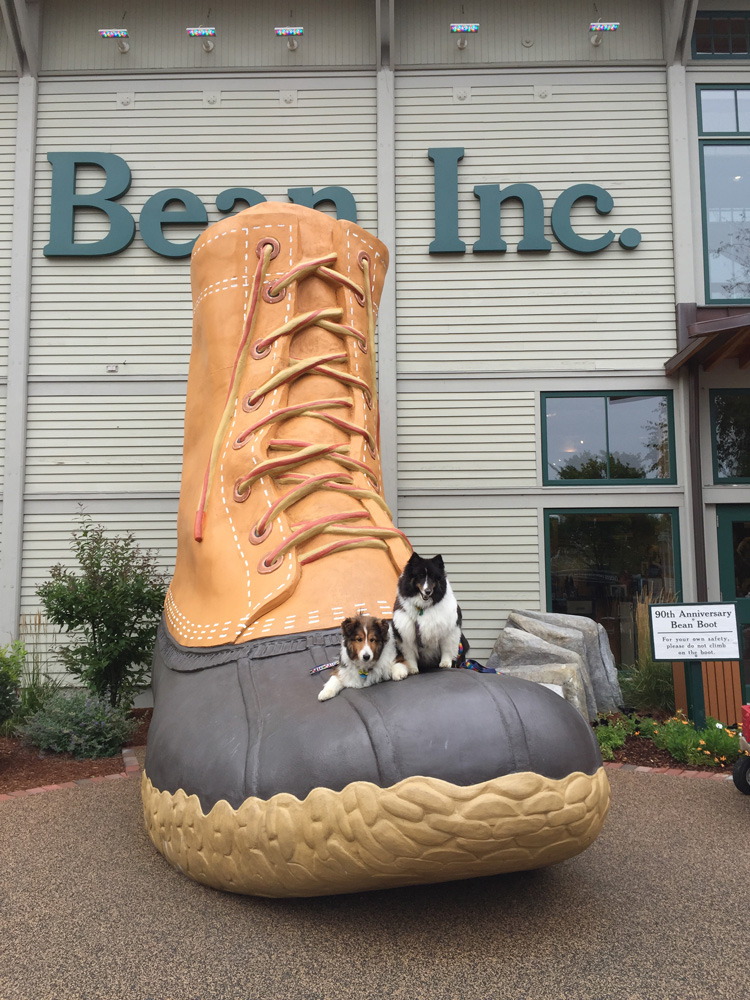 Booted from LL Bean to become Media Stars Outside