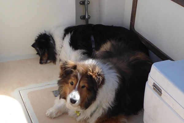 Boating Dogs
