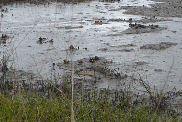 Oysters in the Wild