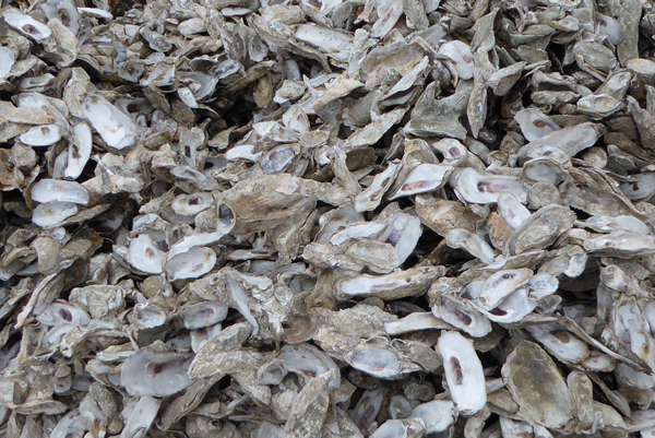 oyster shells