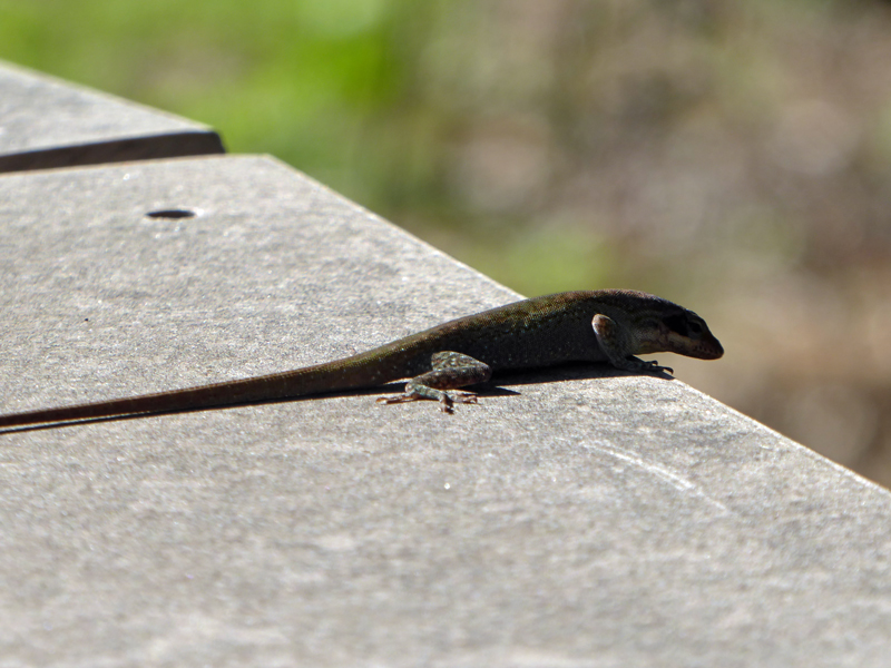 Gecko