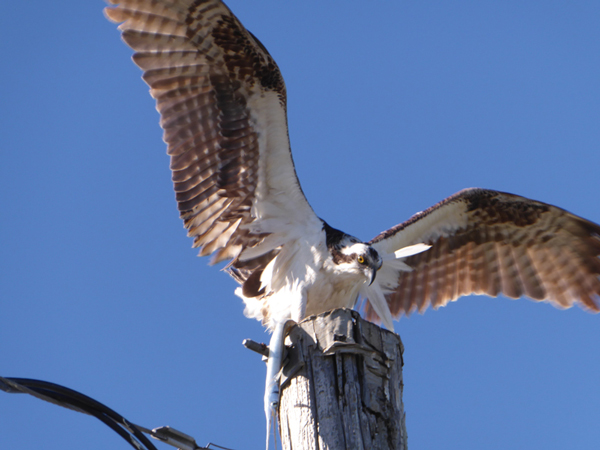 osprey with dinner
