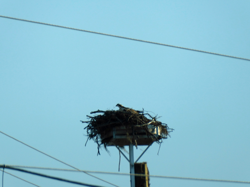 Osprety Nest at Busy Intersection