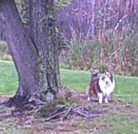 Cooper searching for squirrel